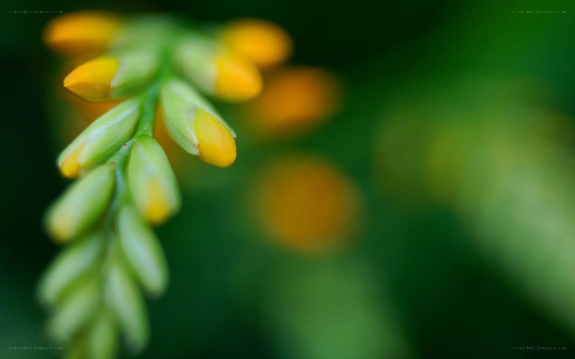 Yellow flower buds on green stem