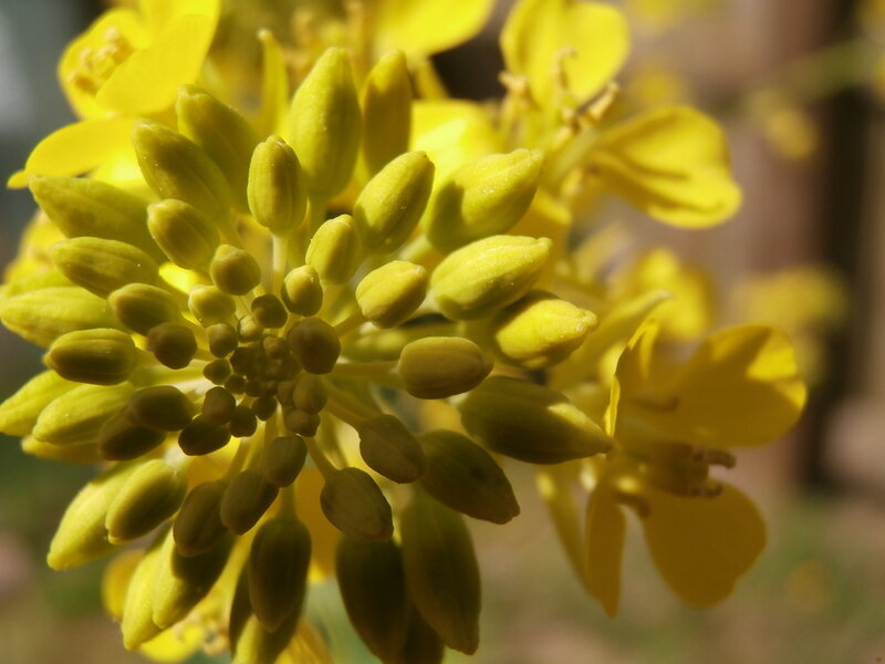 Yellow Flower Buds — Serene, Morning
