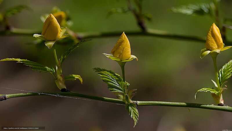 Yellow Flower Buds — Serene, Spring, Photograph