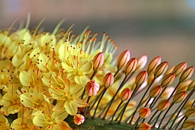 Yellow Flower Buds