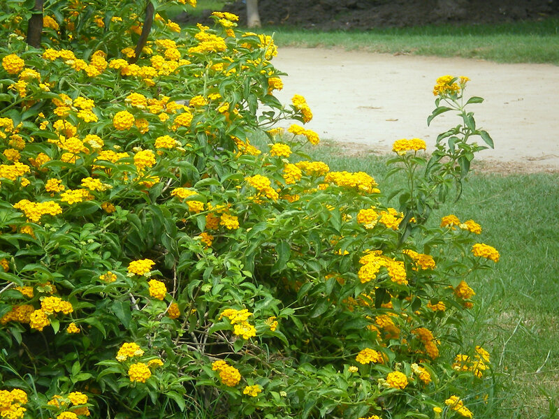Yellow Flower Bush