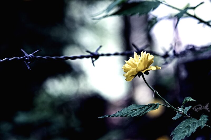 Yellow flower by barbed wire