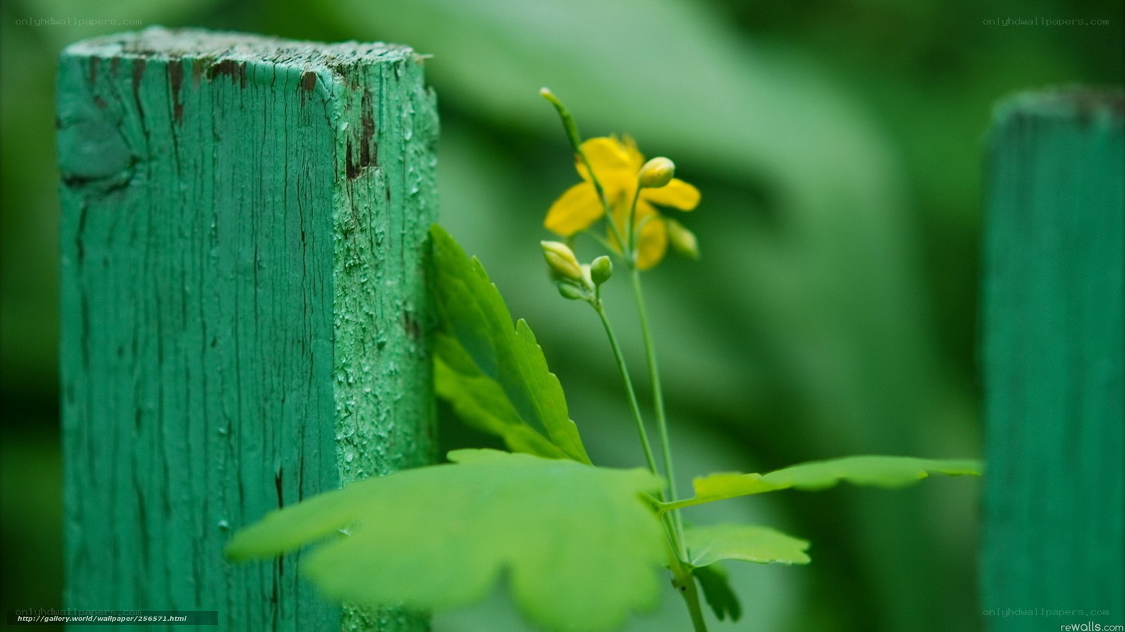 Yellow flower by green post