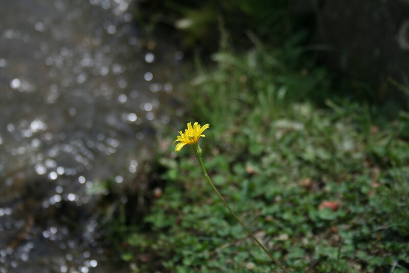 Yellow Flower by Stream