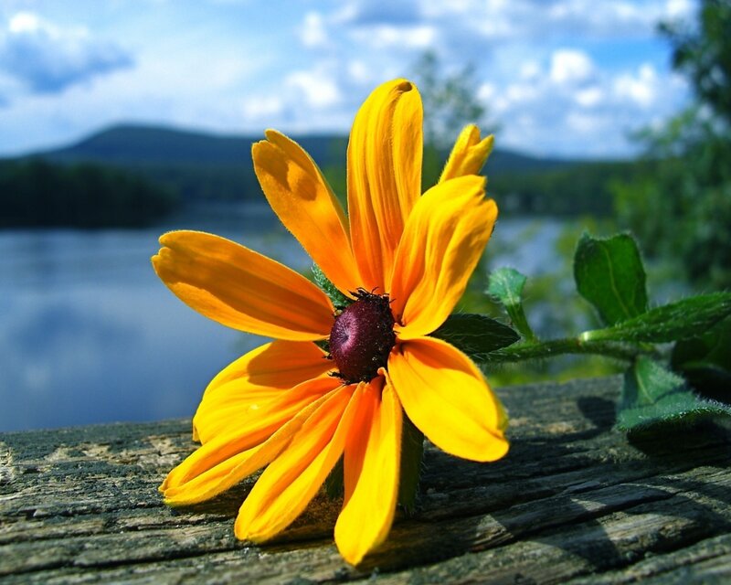Yellow flower by the lake