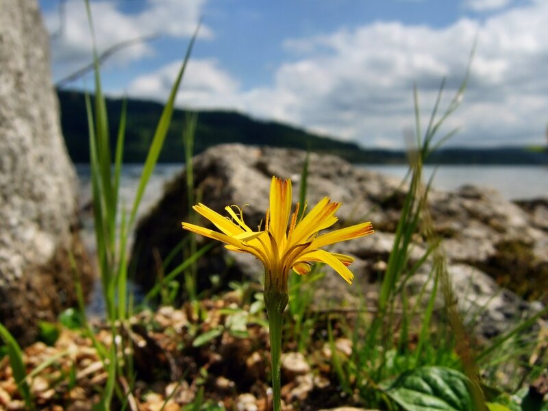 Yellow flower by the lake