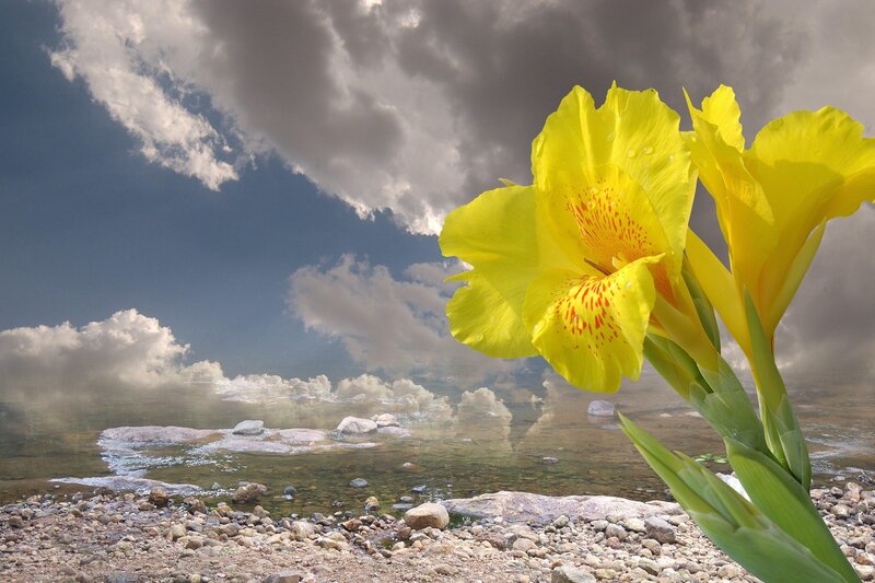 Yellow Flower by Water