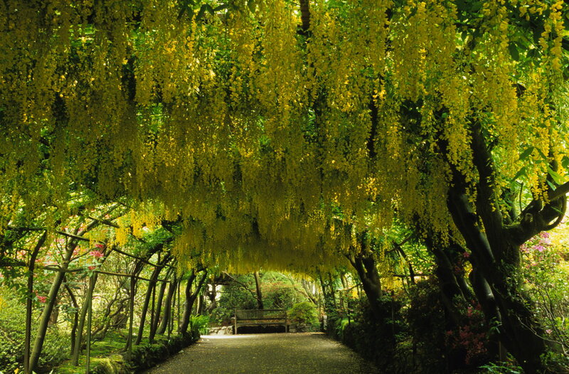 Yellow flower canopy pathway