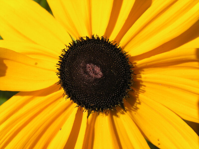 Yellow Flower Center — Bright