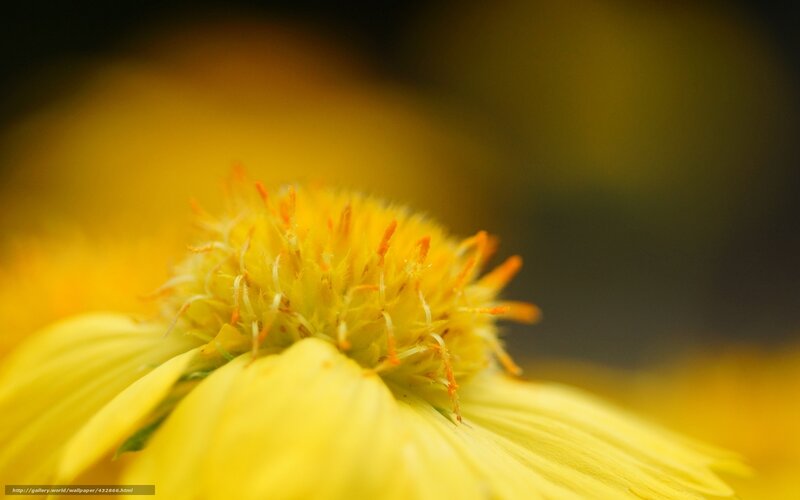 Yellow Flower Center — Calm, Photograph, Petals