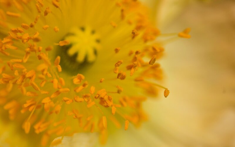 Yellow Flower Center — Calm, Photograph, Stamen