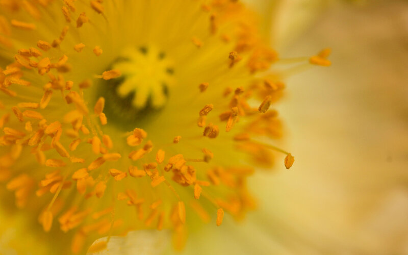 Yellow Flower Center — Calm, Photograph
