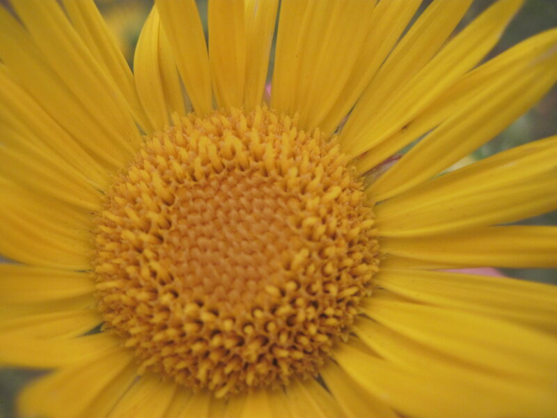 Yellow Flower Center — Calm