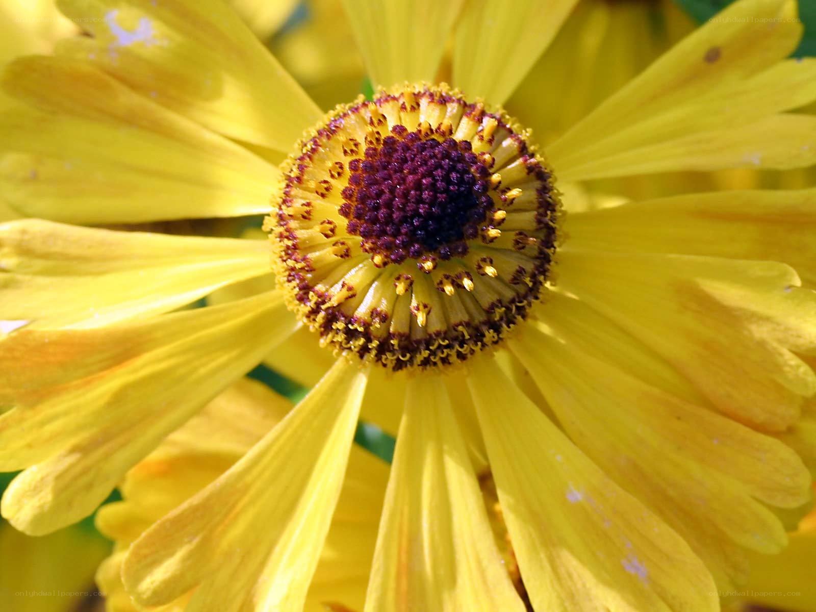 yellow flower center close-up