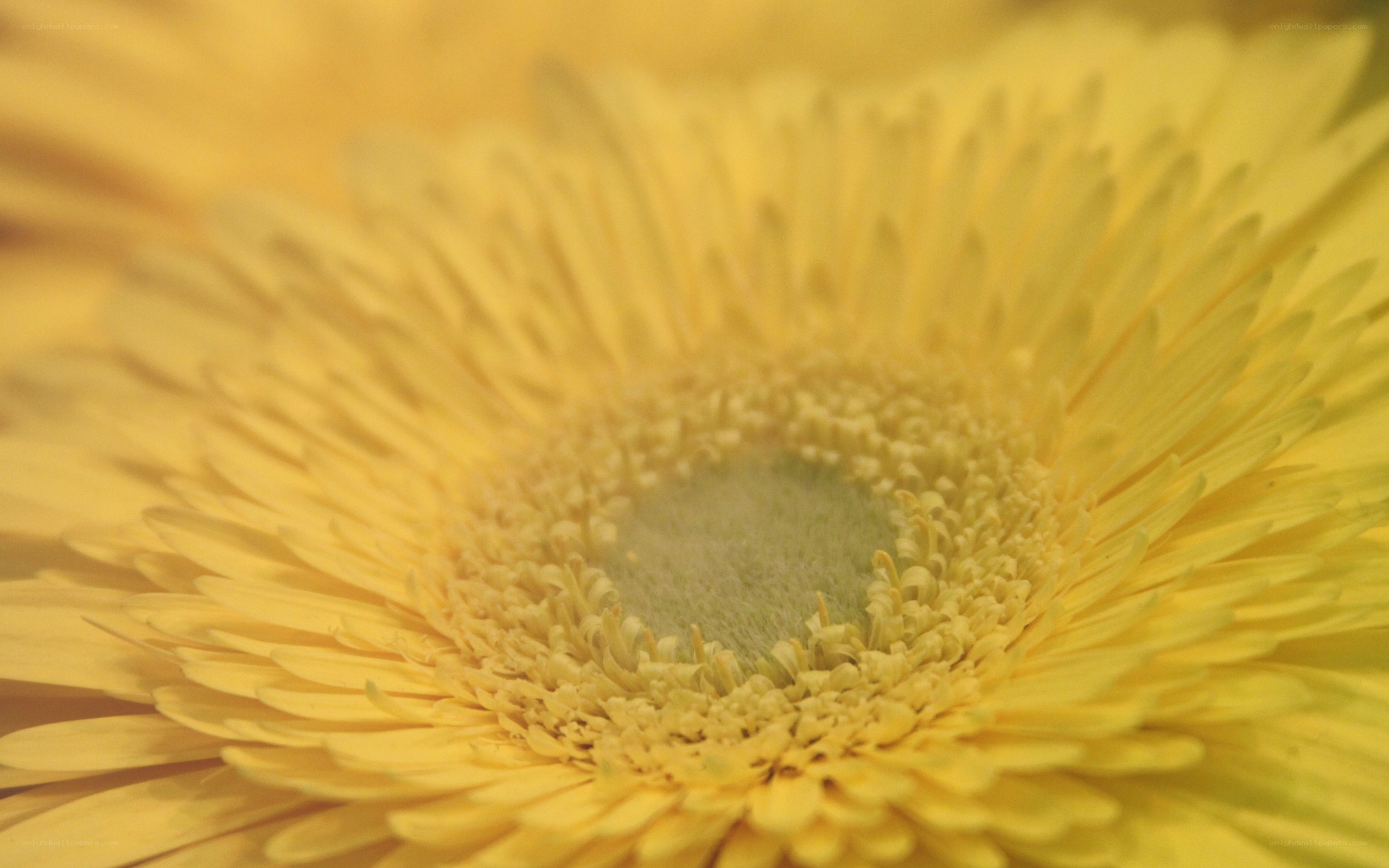 yellow flower center close-up