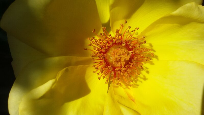 Yellow Flower Center — Dramatic
