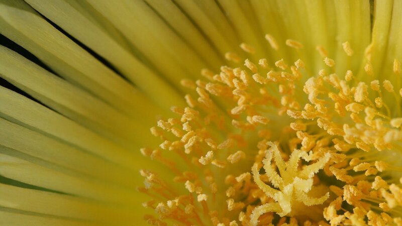 Yellow Flower Center — Natural, Photograph, Petals, Stamen, Green