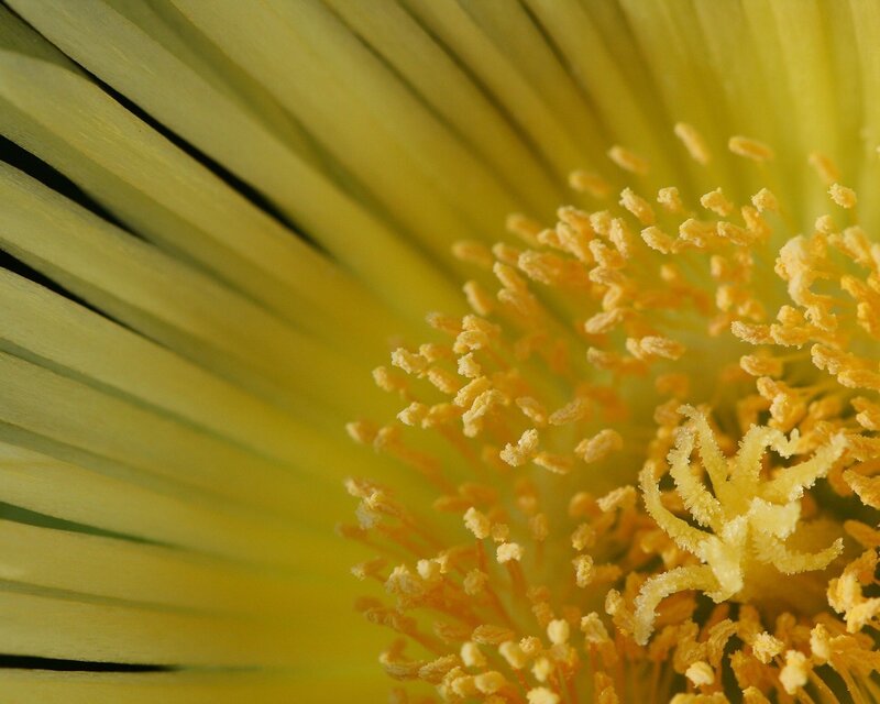 Yellow Flower Center — Natural, Photograph, Petals, Stamen