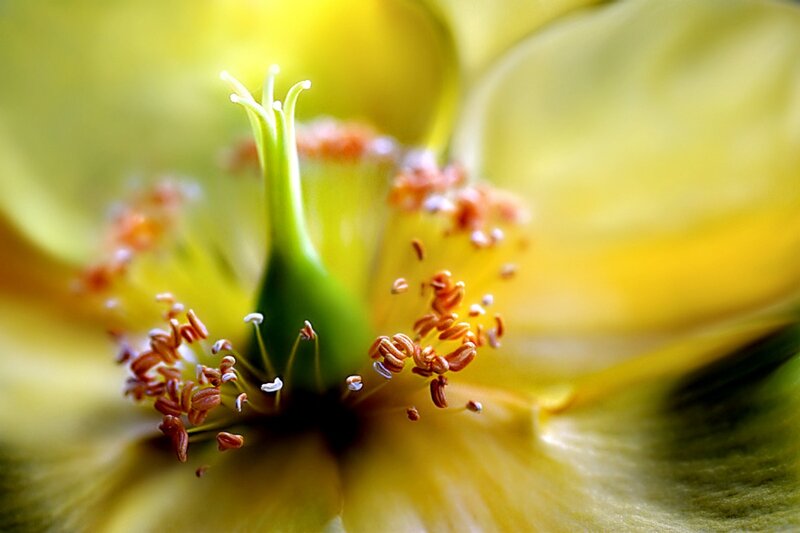 Yellow Flower Center — Natural, Photograph