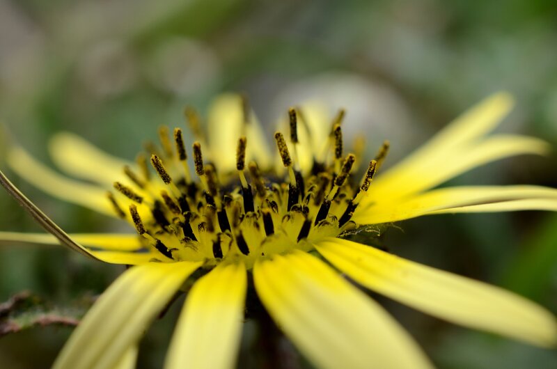 Yellow Flower Center — Natural