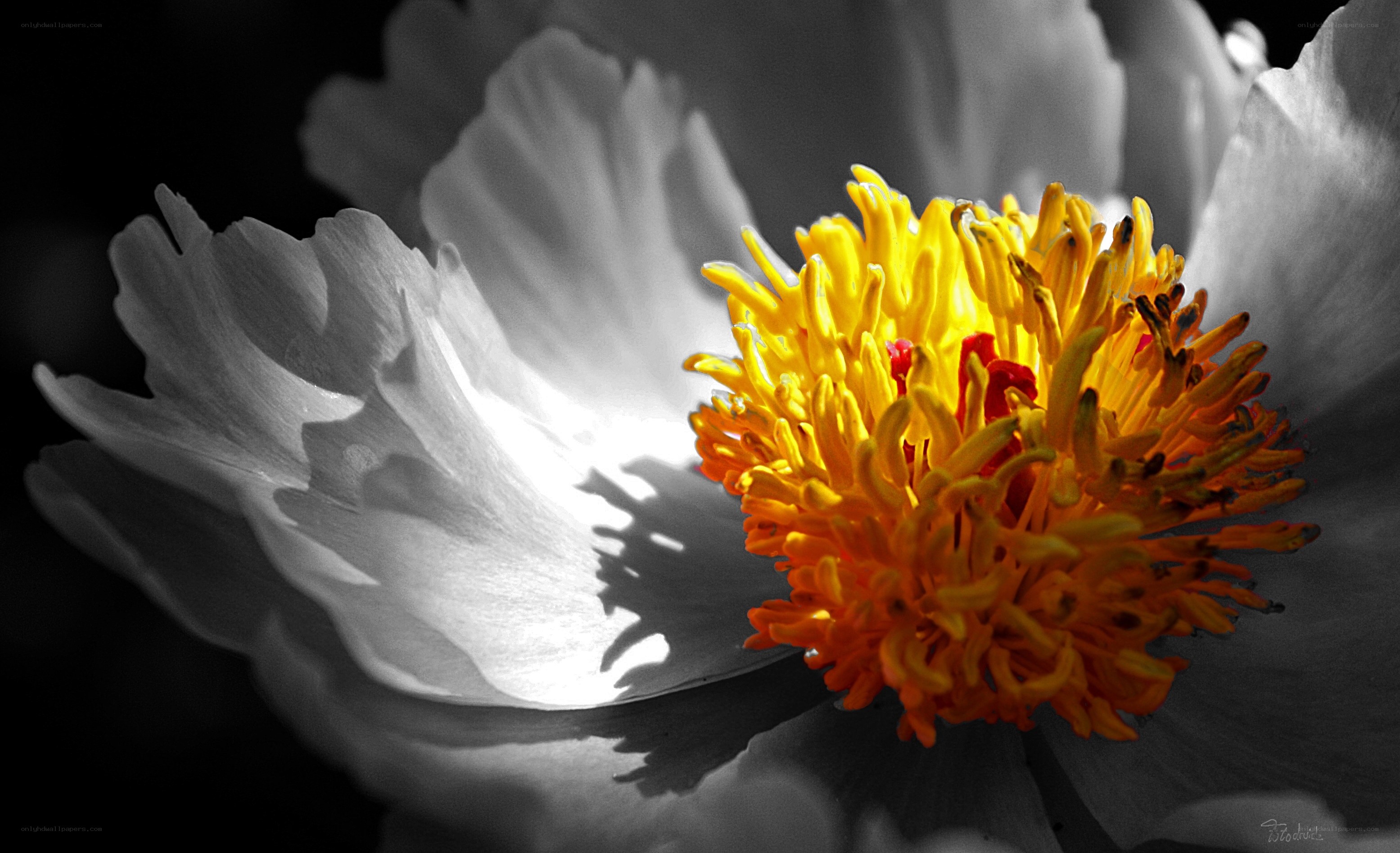yellow flower center on white petals