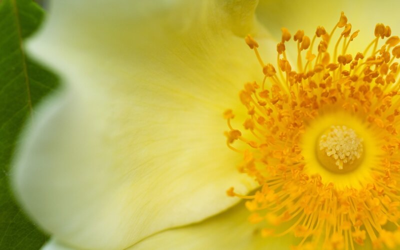 Yellow Flower Center — Serene, Photograph