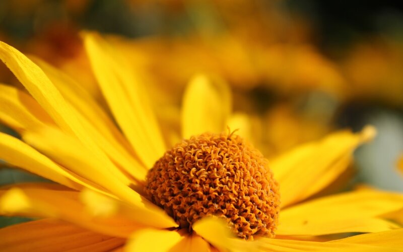 Yellow Flower Center — Serene