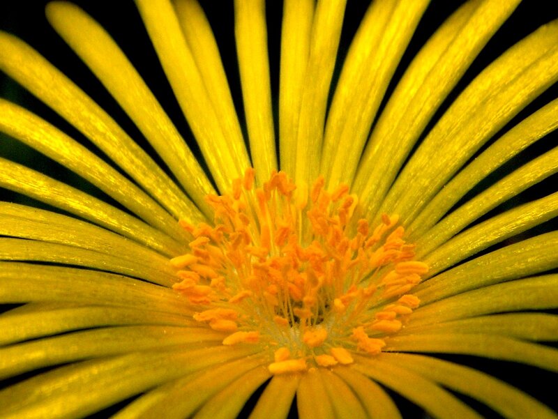 Yellow Flower Center