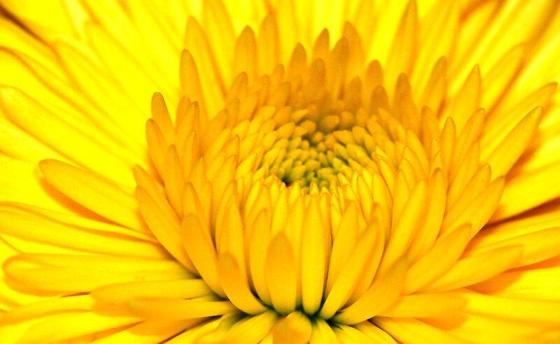 Yellow Flower Center — Vibrant