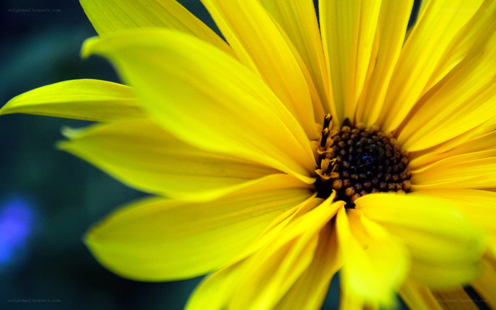 yellow flower close-up
