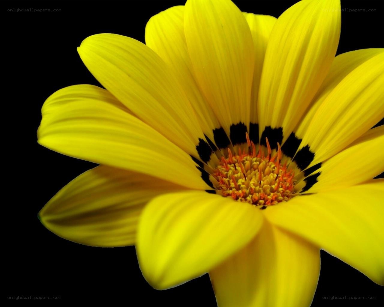yellow flower close-up