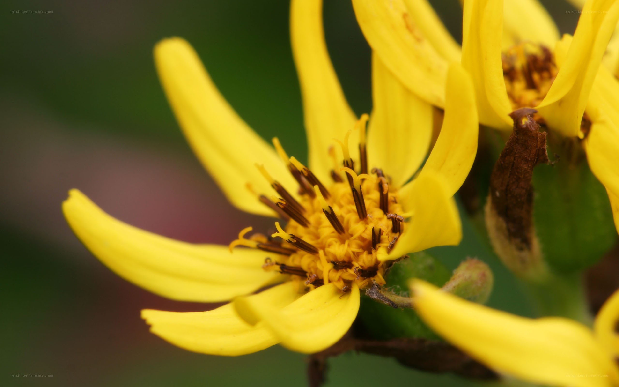 yellow flower close-up