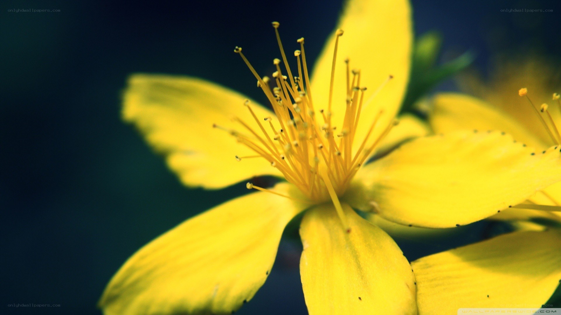 yellow flower close-up