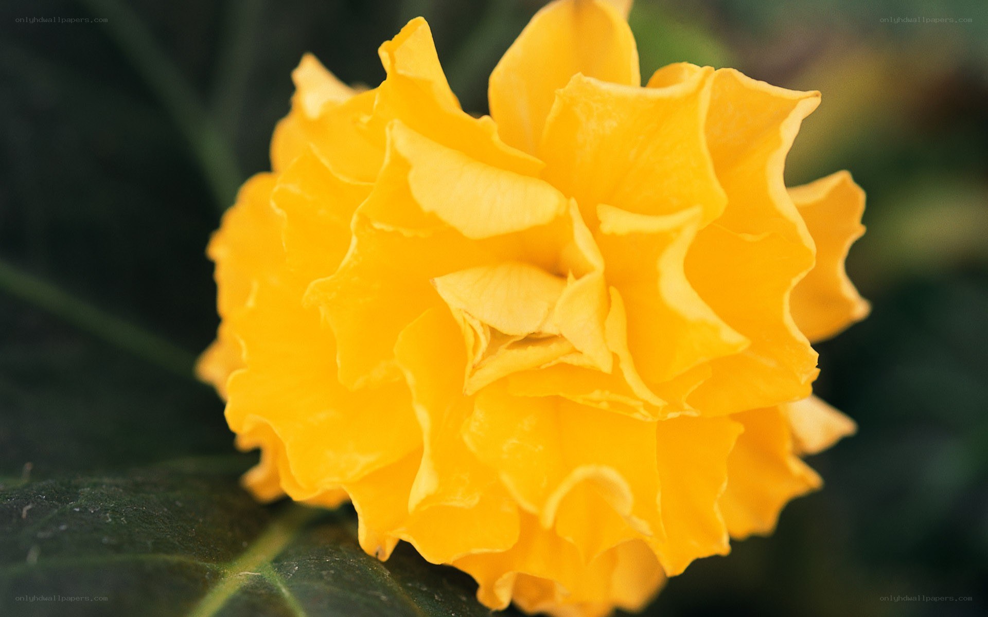yellow flower close-up