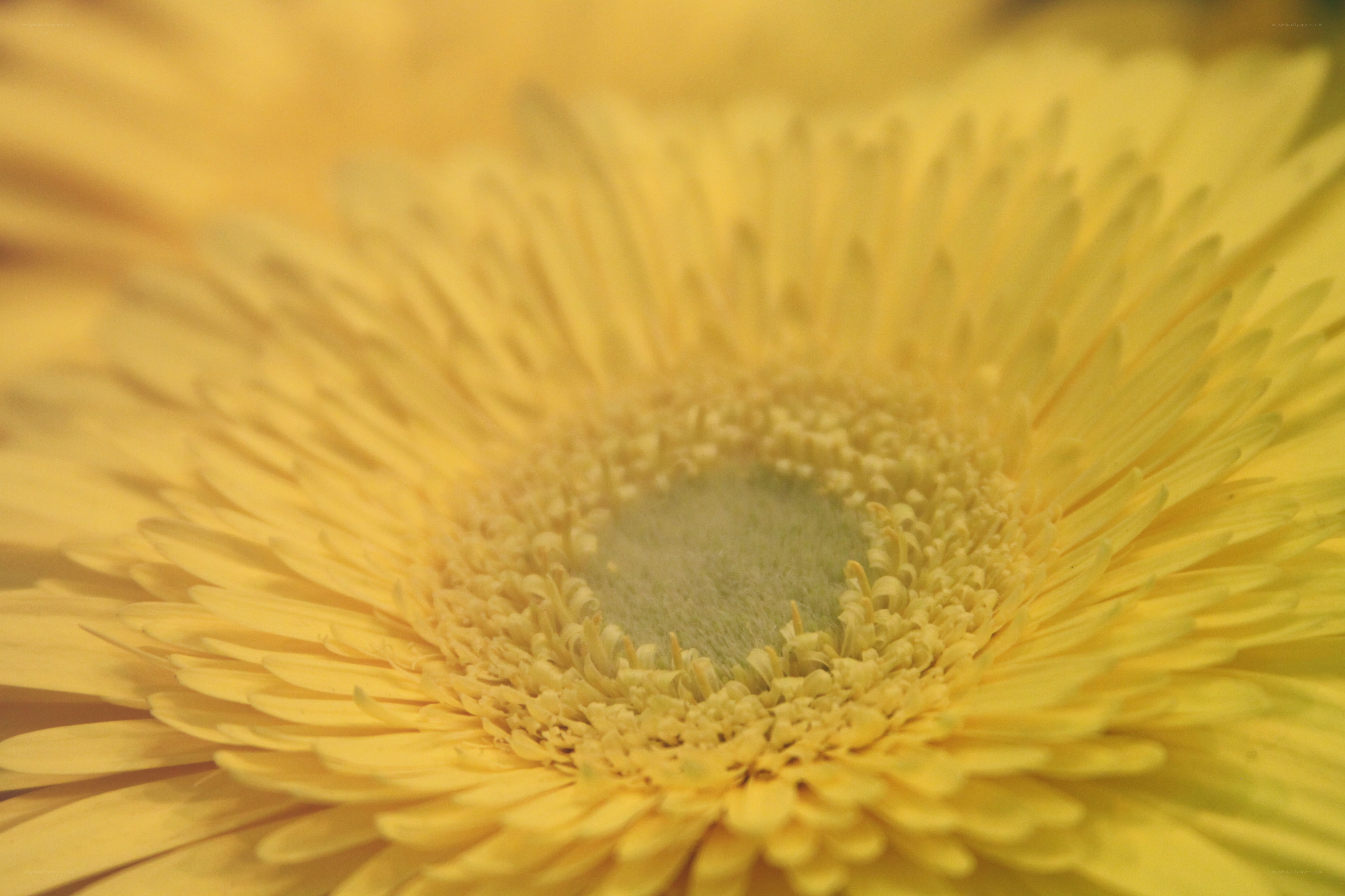 yellow flower close-up