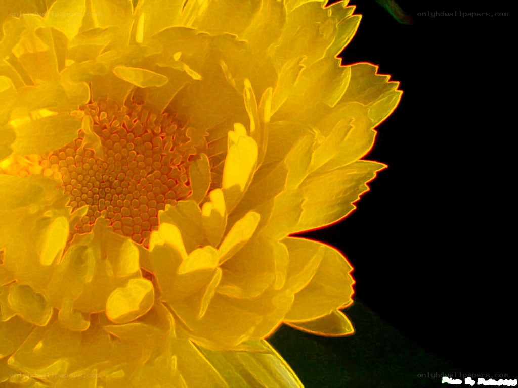yellow flower close-up