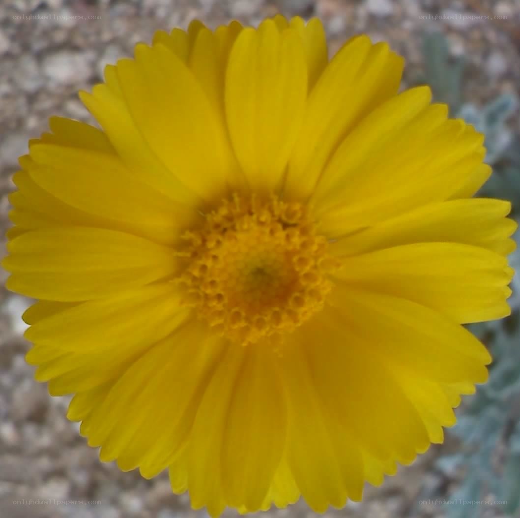 yellow flower close-up
