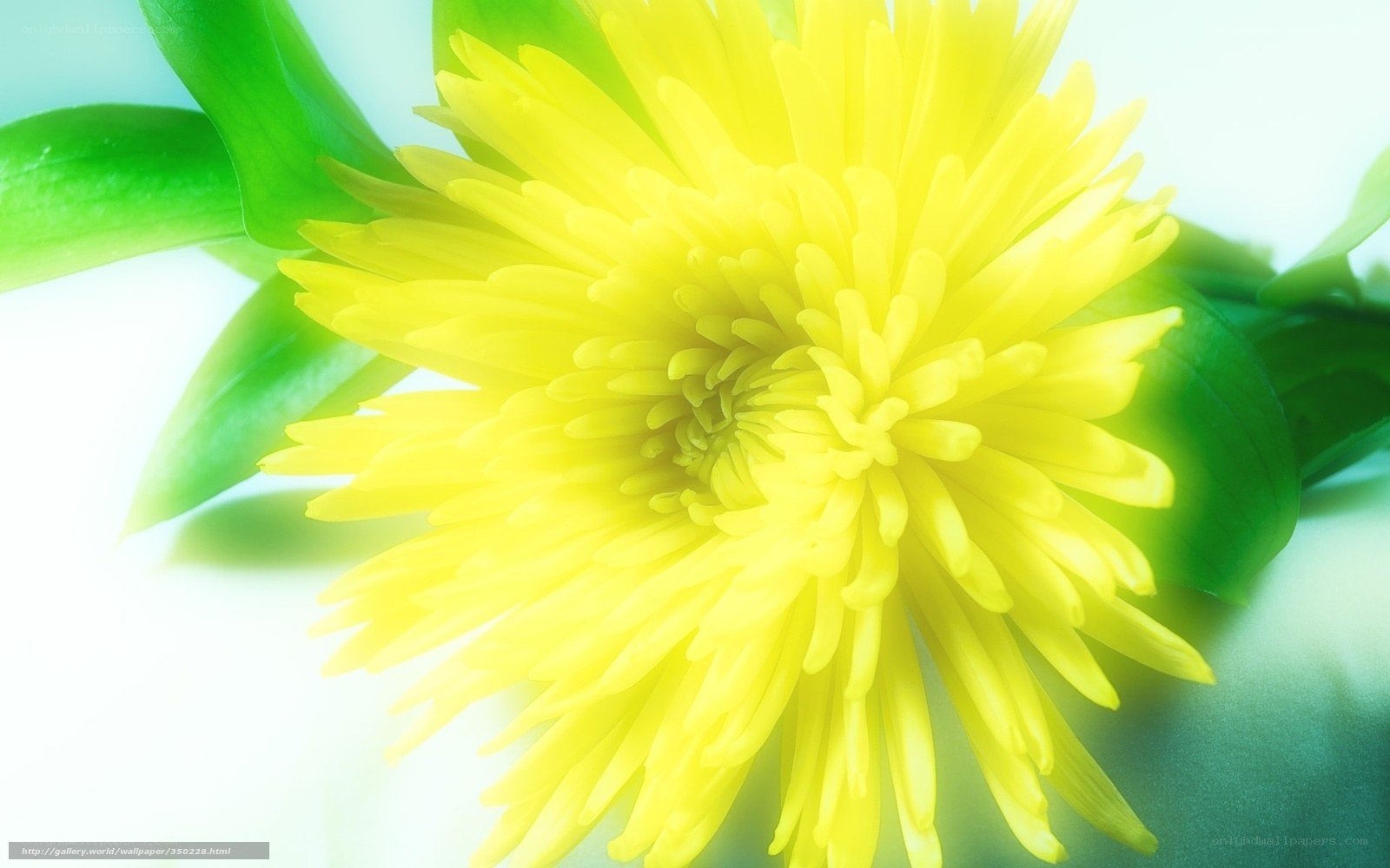 Yellow flower close-up