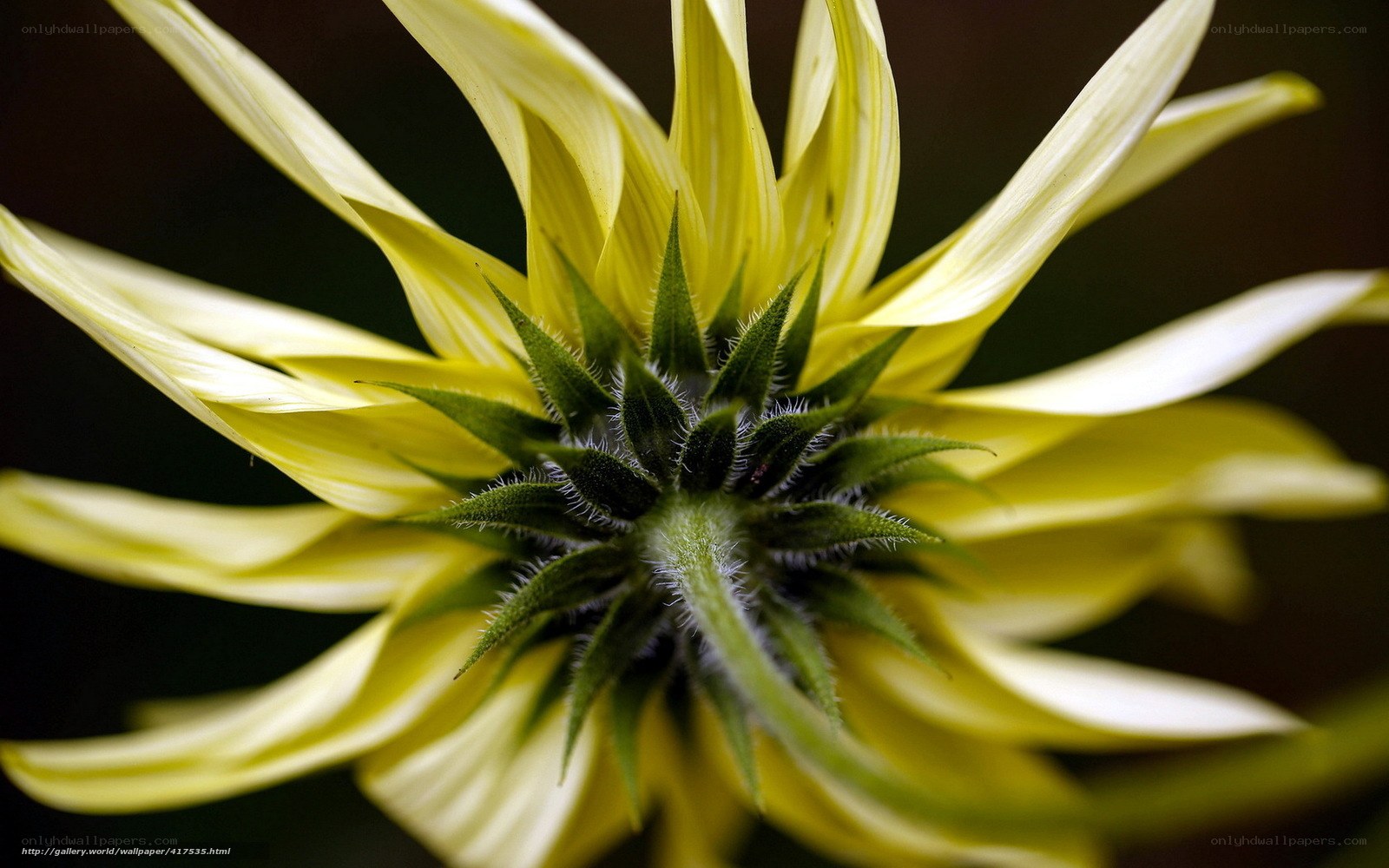 Yellow flower close-up