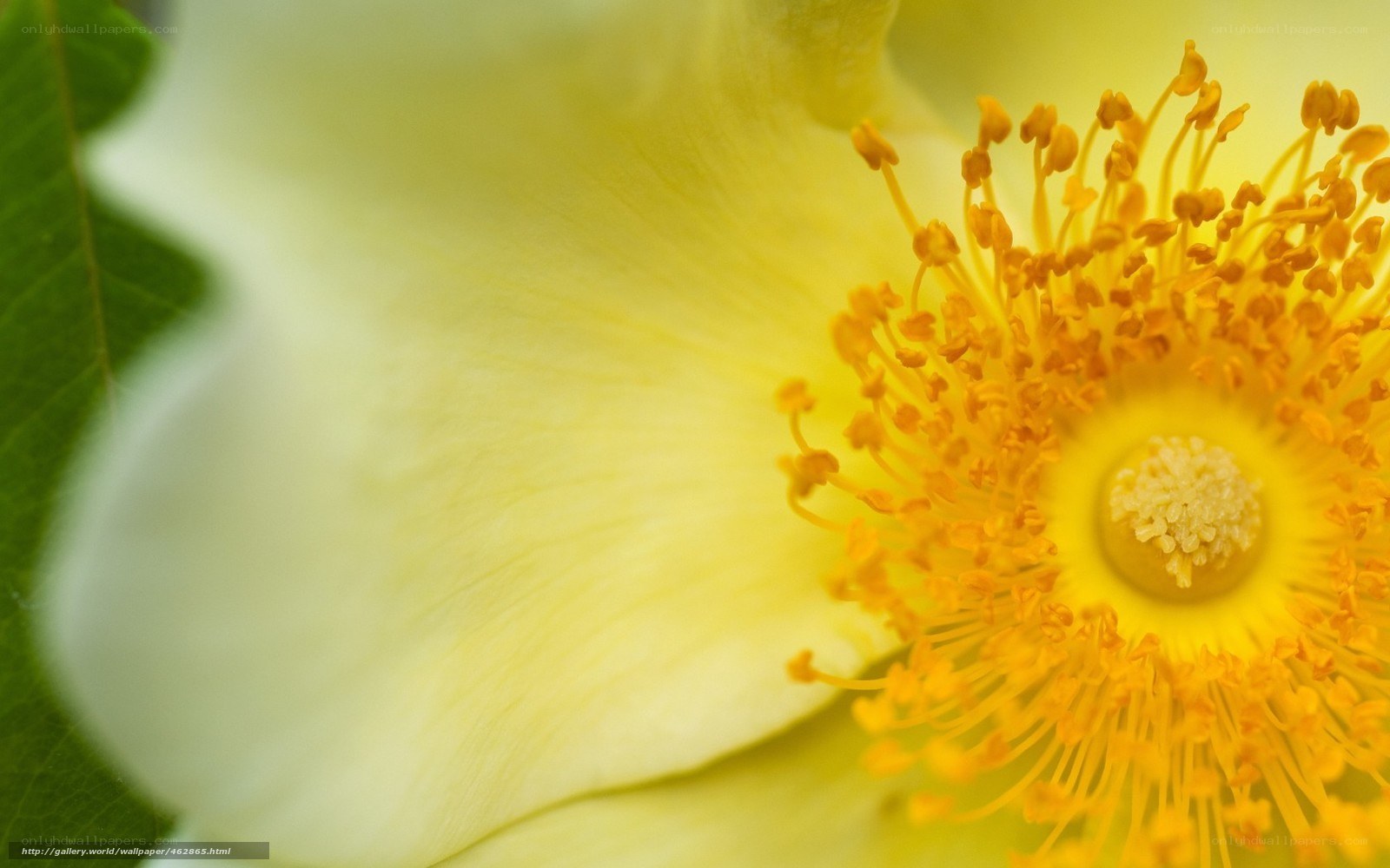 yellow flower close-up
