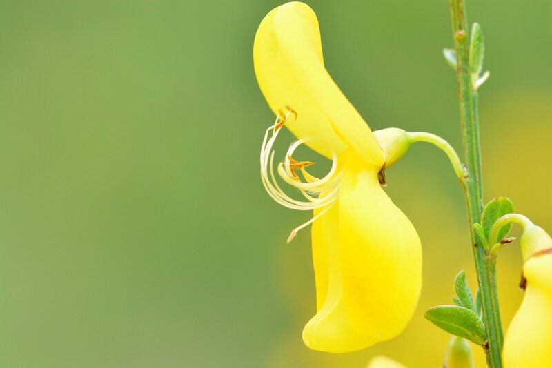 Yellow flower close-up