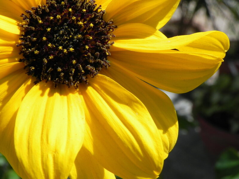 Yellow Flower Close-up — Bright