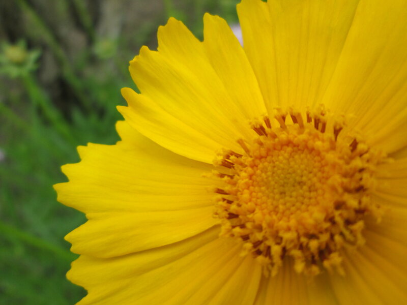 Yellow Flower Close-up — Calm, Afternoon