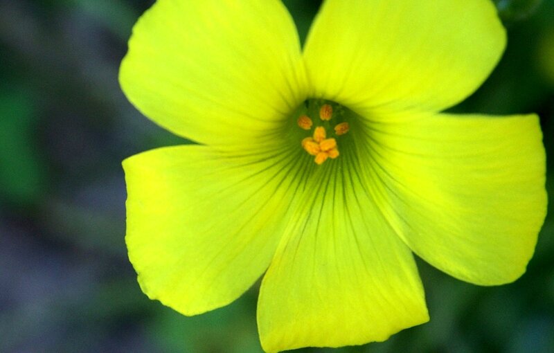 Yellow Flower Close-up — Calm