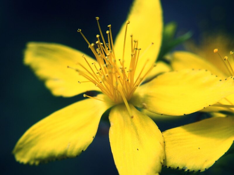 Yellow Flower Close-up — Dramatic, Photograph, Petals, Stamen