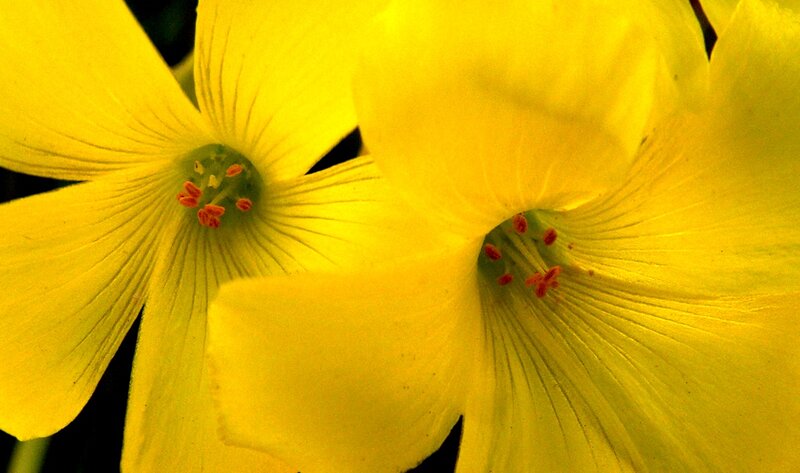 Yellow Flower Close-up — Natural, Photograph