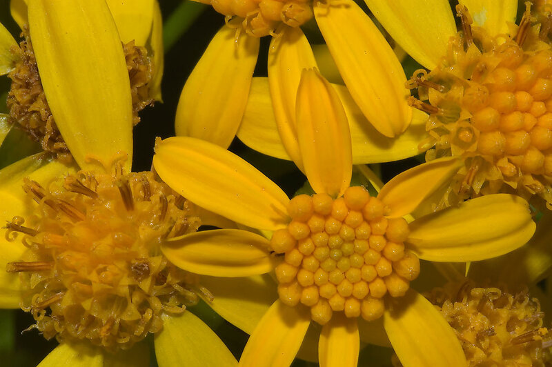 Yellow Flower Close-up — Natural