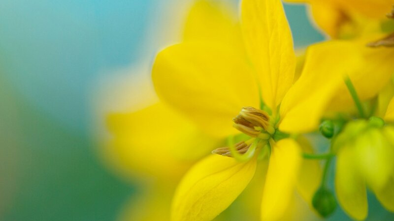 Yellow Flower Close-up — Serene, Photograph, Petals