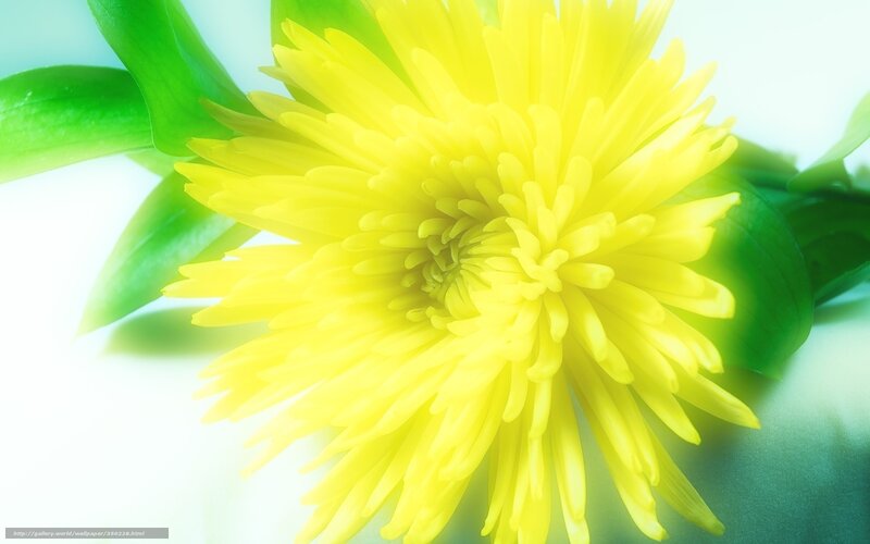 Yellow Flower Close-up — Serene, Photograph
