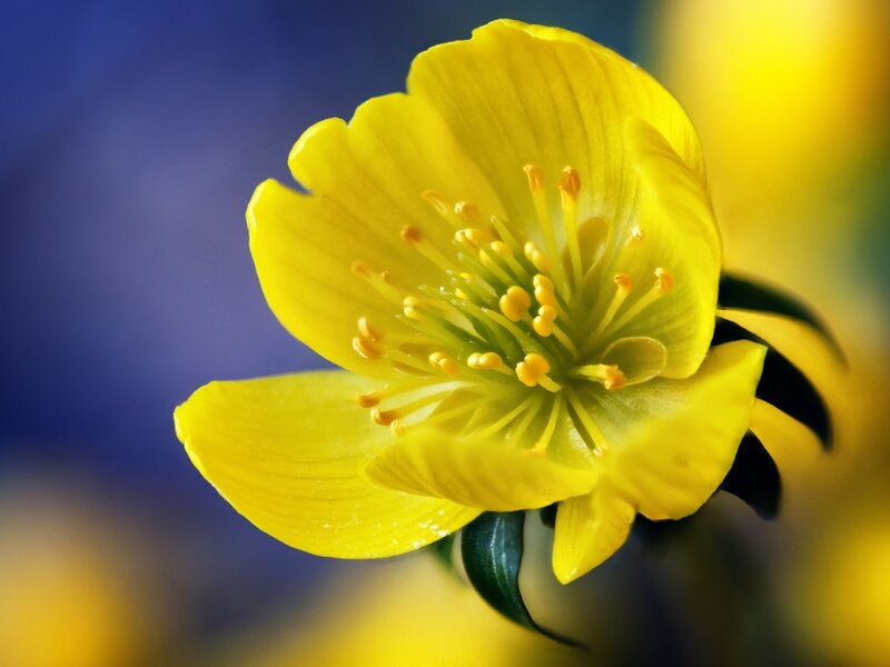 Yellow Flower Close-up — Serene, Spring